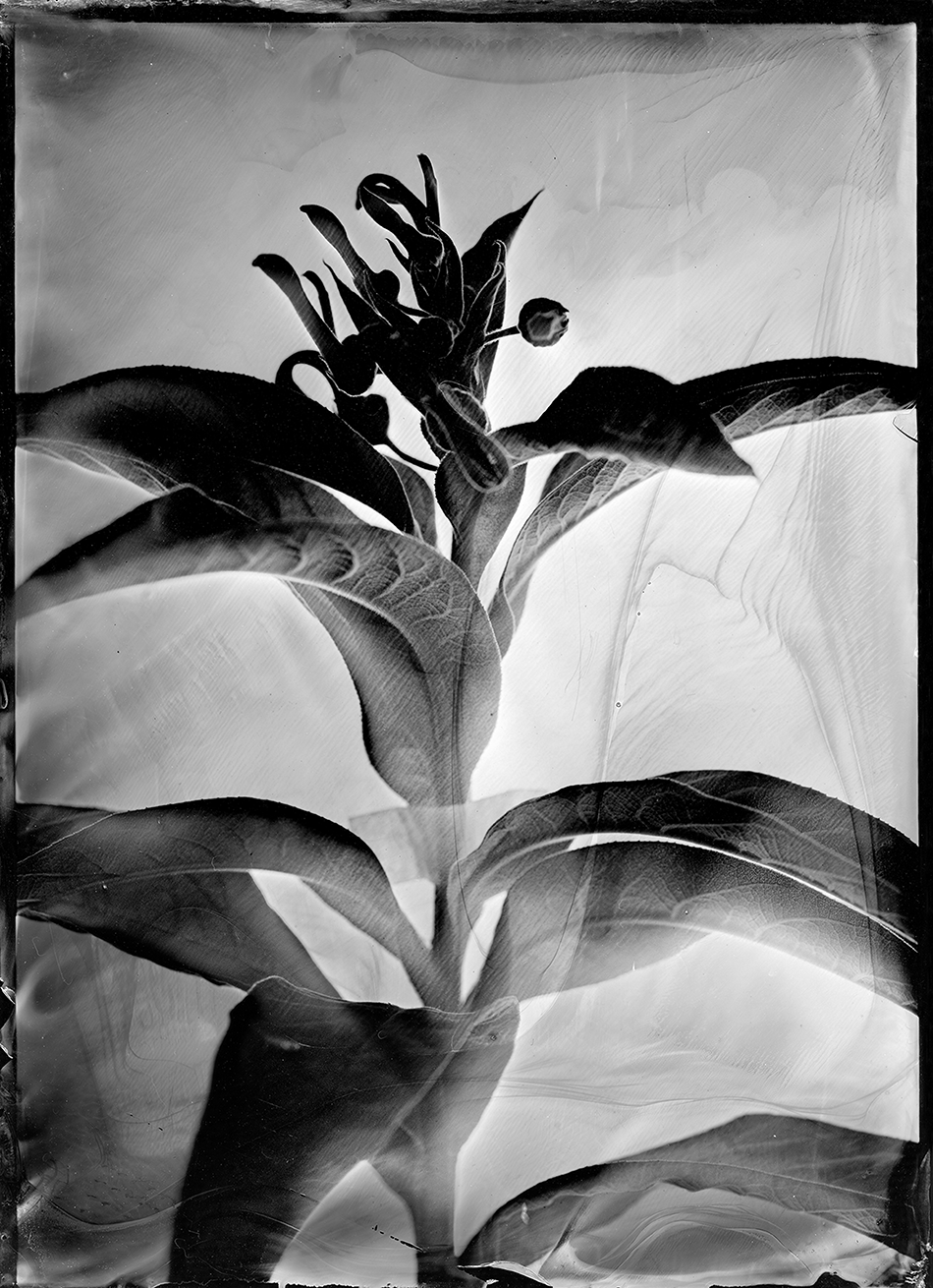 À gauche : Lobelia tupa, tabaco del diablo, collodion humide sur plaque de verre.